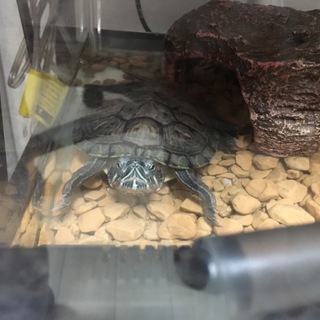 里親募集！(ミドリガメ)※里親さんまで車で届けます