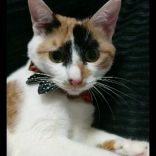 レモンちゃんで～す！よろしくお願いします。