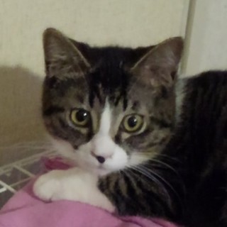 短足・しもぶくれのシャイガール