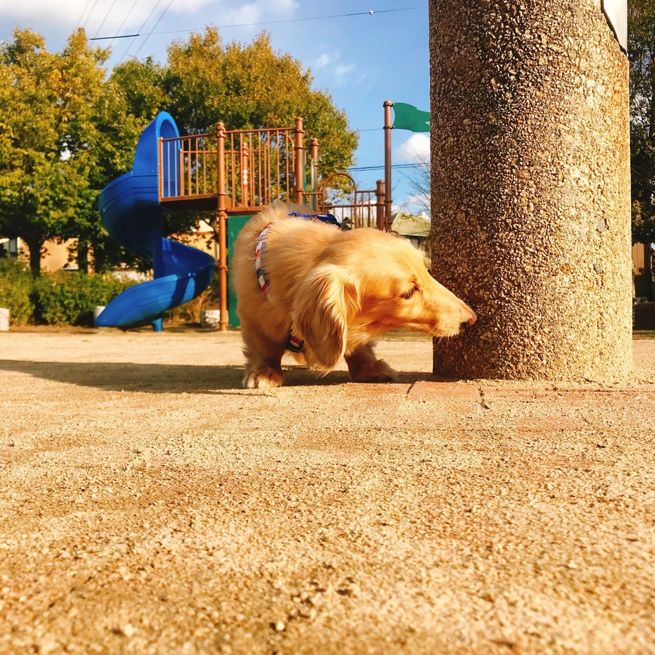 ハルのカバー写真
