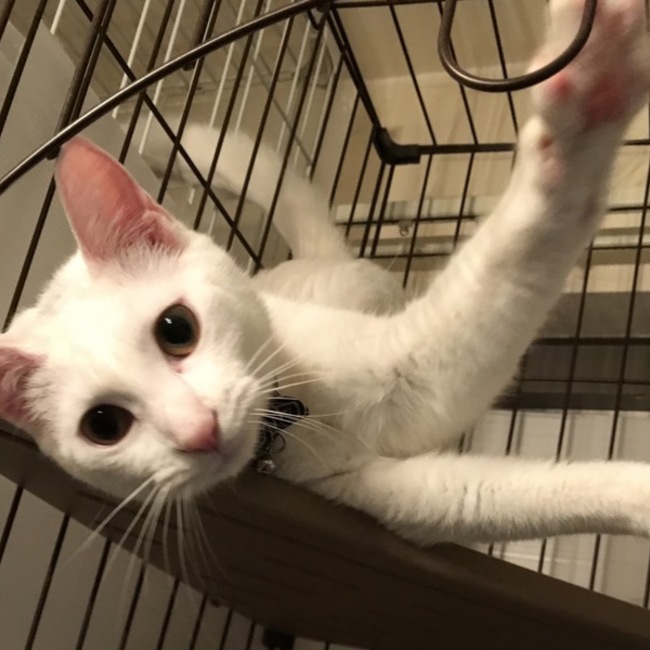 メロディー隊長と仲間たちのカバー写真