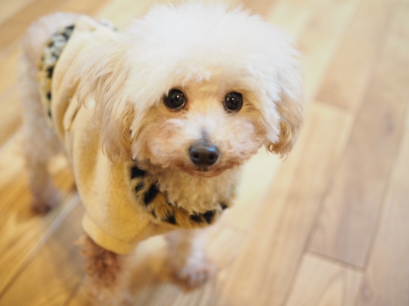 小さくても賢いトイプード 兵庫県 犬の里親募集 ペットのおうち 月間利用者150万人