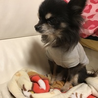 アポロ