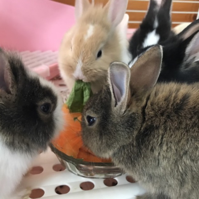 jarksのカバー写真