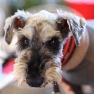 里親様決定グレン君推定１３歳