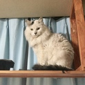ふさふさ美猫♂りりしい姿なのにおまぬけな性格