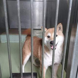 優しいお顔の柴ちゃん