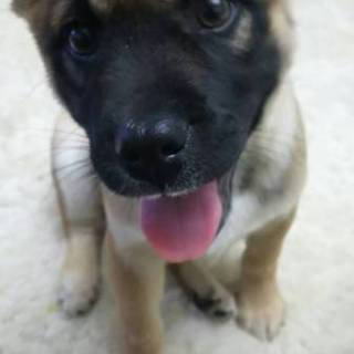 仔犬 中型犬 ミックス 太郎くん