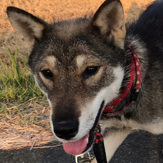 四国犬風のビビリで可愛いアンナちゃん❣️