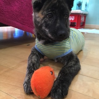 仔犬 中型犬 ミックス まれちゃん