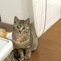 キジトラの女の子 里親さん募集