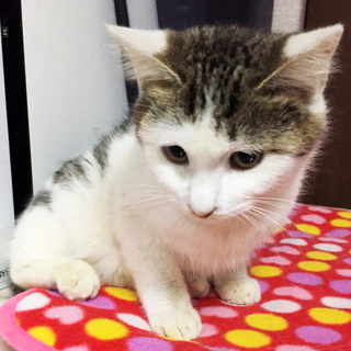 おしとやかなお嬢さんつぶらちゃん