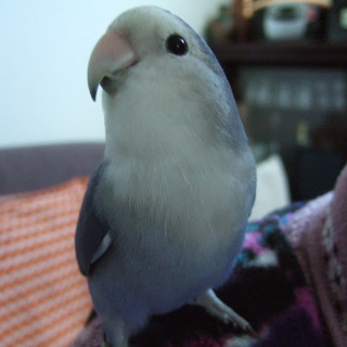 ベタ慣れ手乗りコザクラインコちゃん