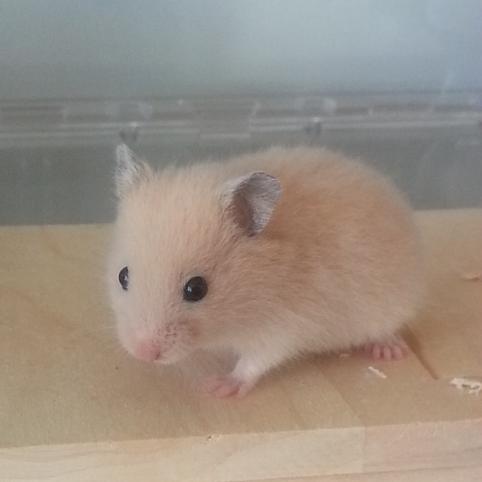 たなかさんのカバー写真