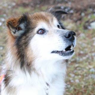 太陽くん10才 里親さん募集中！