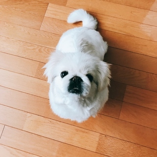 ペキニーズ女の子