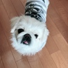 ペキニーズ女の子 サムネイル3
