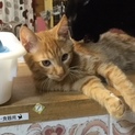 シモン君、募集一時中止