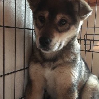 保健所からレスキューした子犬こげ茶