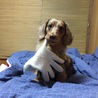 ぽたて