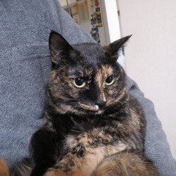 「我が家の「ゆづ」ちゃん、１０００点満点！」サムネイル1