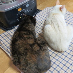 「我が家の「ゆづ」ちゃん、１０００点満点！」サムネイル2