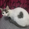 急募！２匹の猫ちゃん