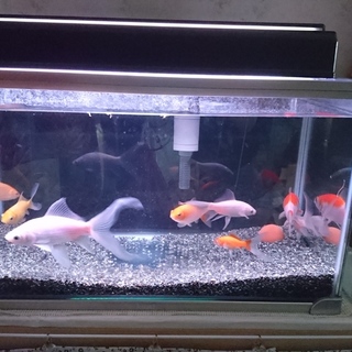 可愛らしい金魚たちの引き取り手を募集します。