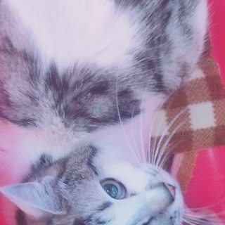 初対面で抱っこ膝乗りok 東京都 猫の里親募集 ペットのおうち 月間利用者150万人