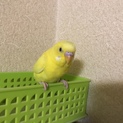 セキセイインコ♂♀