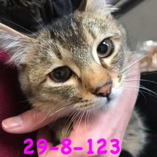 山口県萩市 まん丸お目めの子猫  親子で収容