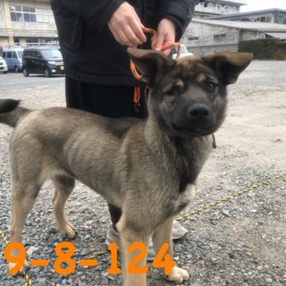 里親様決定♡ 人懐っこい中型犬の女の子