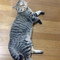 助けてください！オス猫２匹です