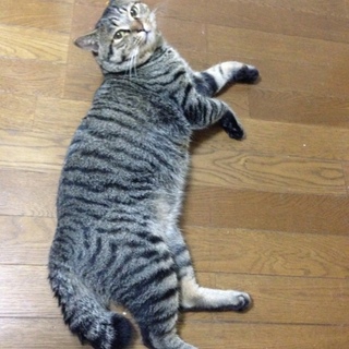 助けてください！オス猫２匹です