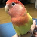 【現在検討中】コザクラインコ（メス）の里親さん募集