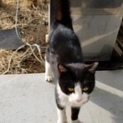 ⭐️急募！里親募集中⭐️猫ちゃん