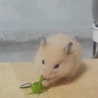 水菜を食べるたなかさん