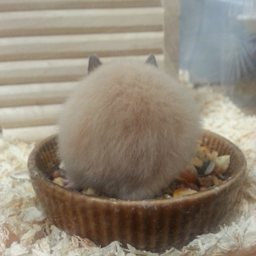 たなかさんのおケツ