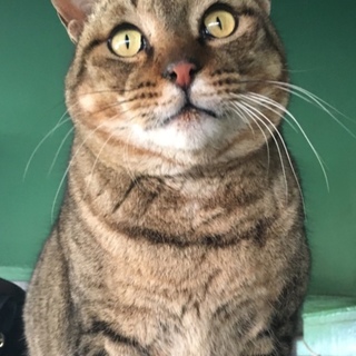 ホームレスさんに置いていかれたキジトラゆづちゃん