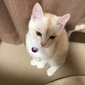 美人なしろ栗色猫ちゃんです