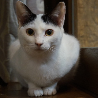 かわいい半ちゃん、ミニしっぽ、医療・しつけ済