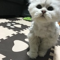ペルシャ猫の女の子！（3歳）