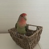 コザクラインコ メス モーブグリーン サムネイル2
