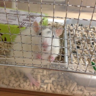 ファンシーラットの女の子です！