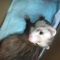 仕事の都合で飼えなくなりました