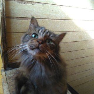 ねこちゃん里親募集