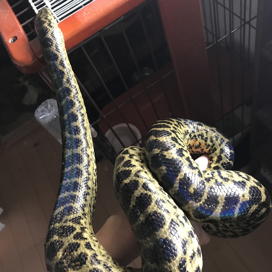 DIOのカバー写真