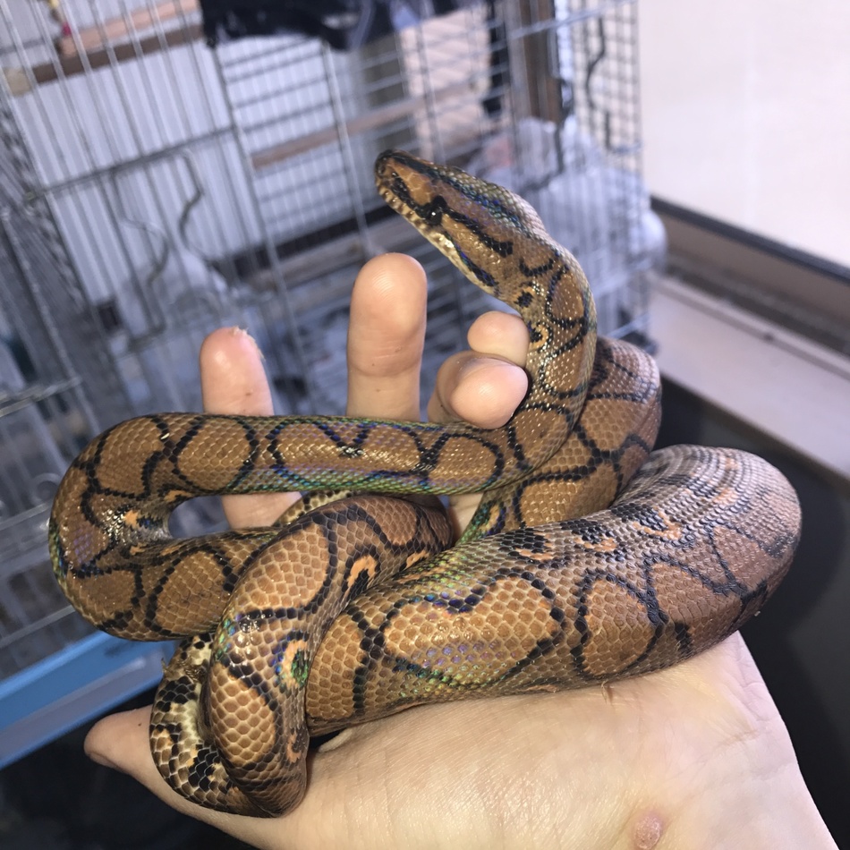 マッドハッターのカバー写真