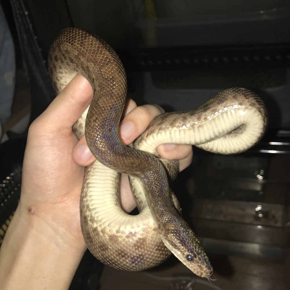 イリスのカバー写真