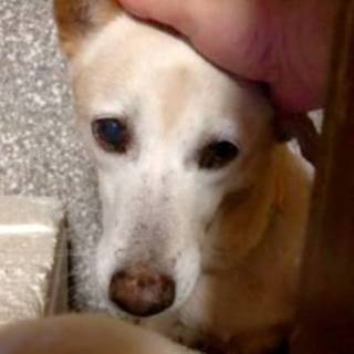 宮古島出身！殺処分寸前を救われた老犬